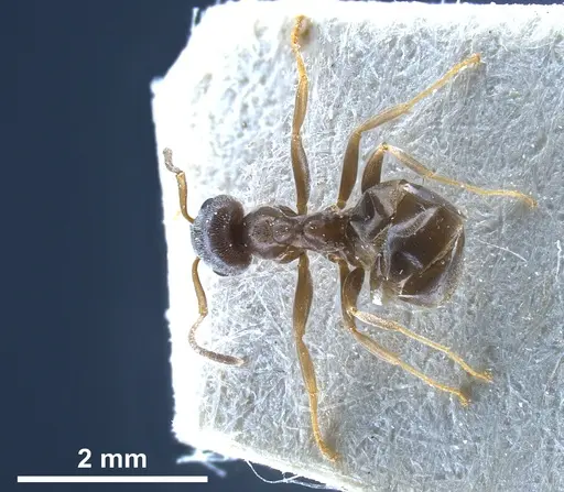 Lasius paralienus specimen FOCOL0751 image focol0751_2