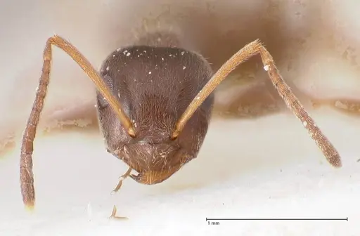 Lasius paralienus specimen FOCOL0751 image focol0751_3
