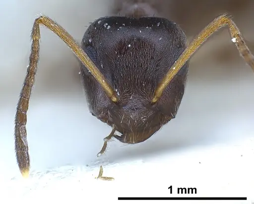 Lasius paralienus specimen FOCOL0751 image focol0751_4