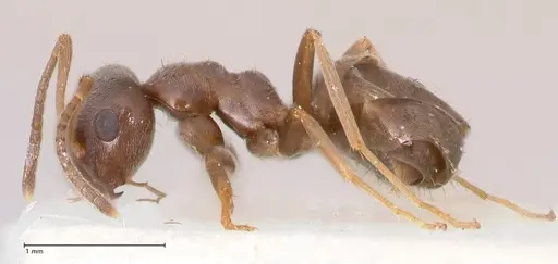 Lasius paralienus specimen FOCOL0751 image focol0751_5