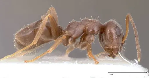 Lasius paralienus specimen FOCOL0751 image focol0751_6