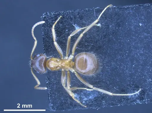 Lasius persicus specimen ANTWEB1041449 image antweb1041449_1