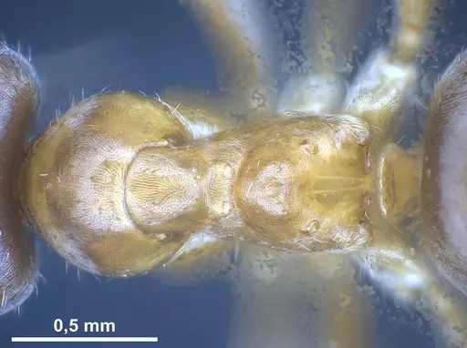 Lasius persicus specimen ANTWEB1041449 image antweb1041449_2