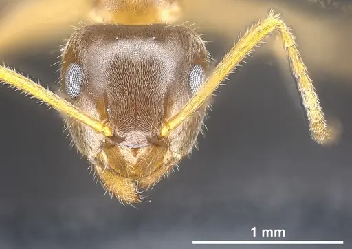 Lasius persicus specimen ANTWEB1041449 image antweb1041449_3