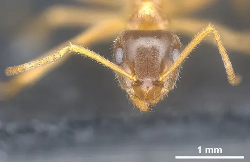 Lasius persicus specimen ANTWEB1041449 image antweb1041449_4