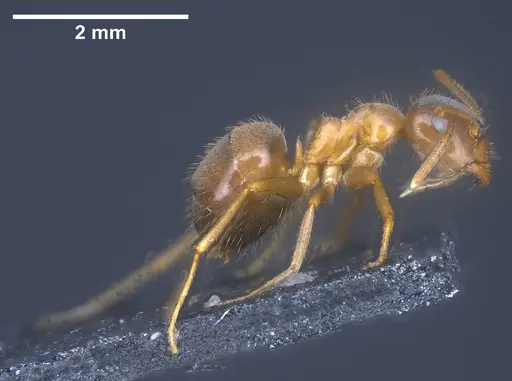 Lasius persicus specimen ANTWEB1041449 image antweb1041449_5