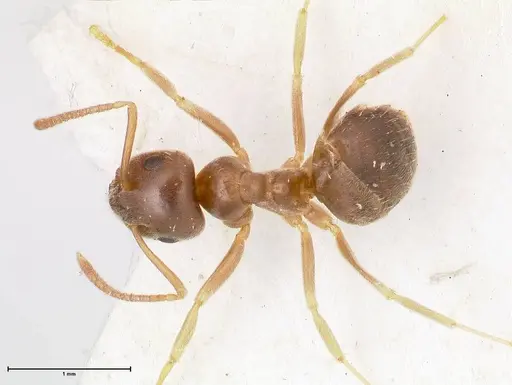 Lasius piliferus specimen FOCOL0753 image focol0753_1