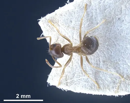 Lasius piliferus specimen FOCOL0753 image focol0753_2