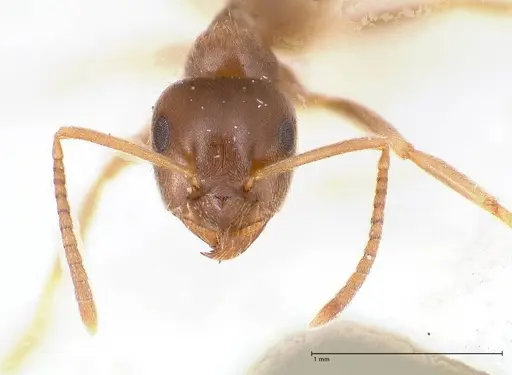 Lasius piliferus specimen FOCOL0753 image focol0753_3