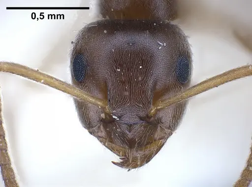 Lasius piliferus specimen FOCOL0753 image focol0753_4