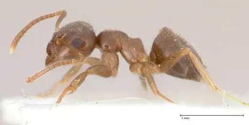 Lasius piliferus specimen FOCOL0753 image focol0753_5
