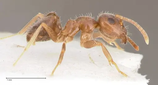 Lasius piliferus specimen FOCOL0753 image focol0753_6