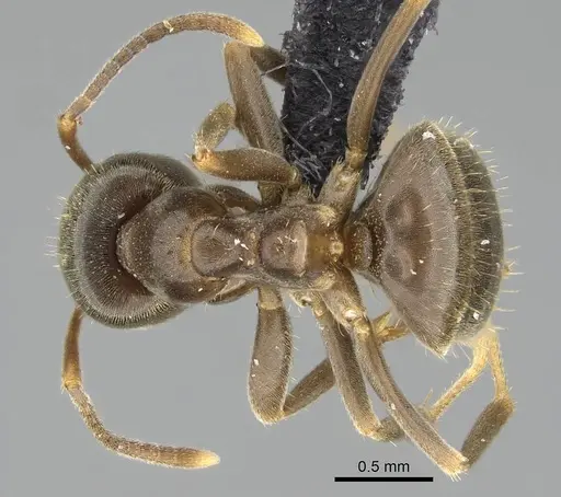 Lasius piliferus specimen KG03097-2 image kg03097-2_1