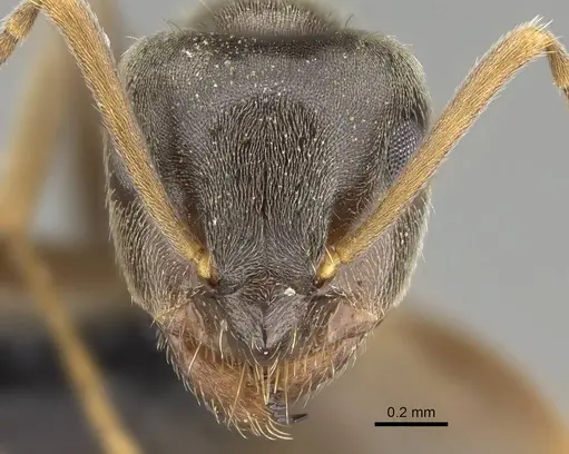 Lasius piliferus specimen KG03097-2 image kg03097-2_2