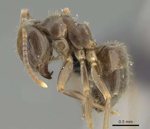 Lasius piliferus specimen KG03097-2 image kg03097-2_3