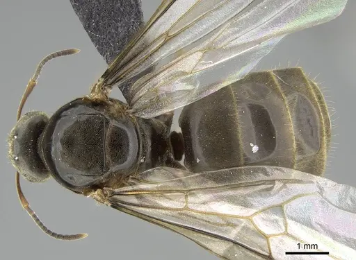 Lasius piliferus specimen KG03097-3 image kg03097-3_1