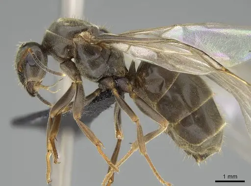 Lasius piliferus specimen KG03097-3 image kg03097-3_3