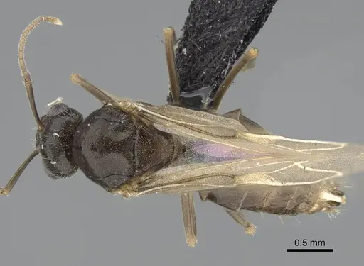 Lasius piliferus specimen KG03097-4 image kg03097-4_1