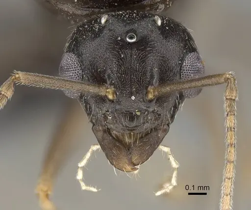 Lasius piliferus specimen KG03097-4 image kg03097-4_2