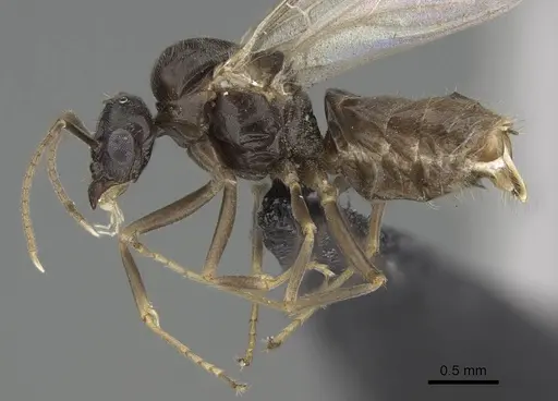 Lasius piliferus specimen KG03097-4 image kg03097-4_3