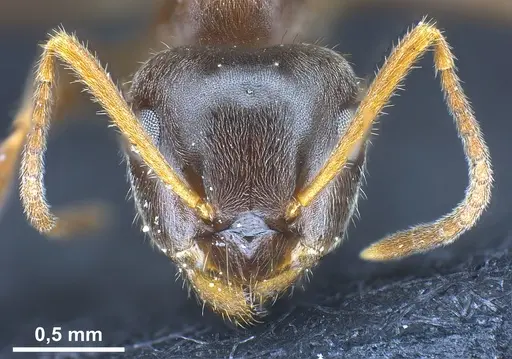 Lasius platythorax specimen ANTWEB1041361 image antweb1041361_1