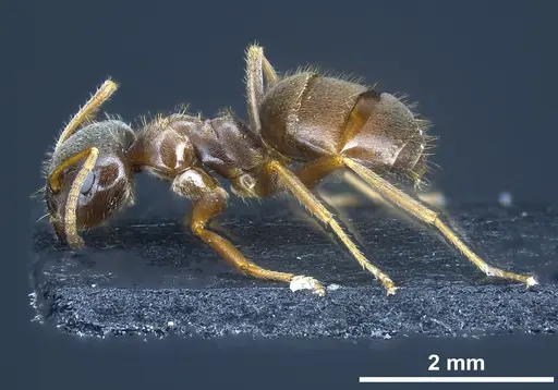 Lasius platythorax specimen ANTWEB1041361 image antweb1041361_2