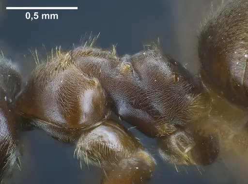Lasius platythorax specimen ANTWEB1041361 image antweb1041361_3
