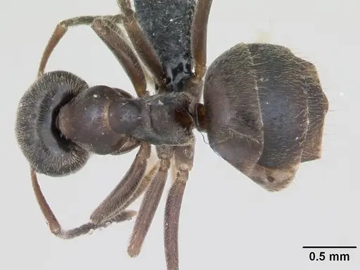 Lasius platythorax specimen CASENT0172747 image casent0172747_1