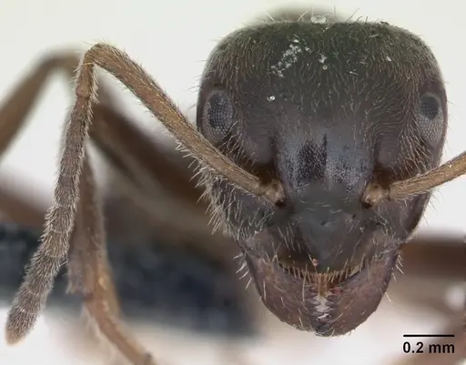 Lasius platythorax specimen CASENT0172747 image casent0172747_2