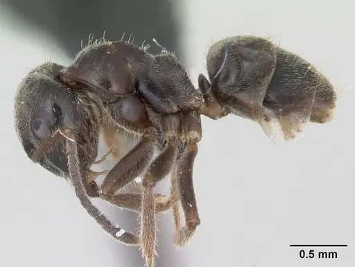 Lasius platythorax specimen CASENT0172747 image casent0172747_3