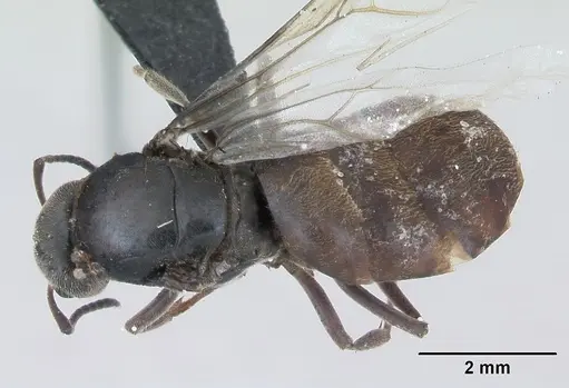 Lasius platythorax specimen CASENT0172748 image casent0172748_1