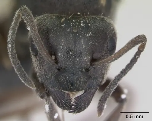 Lasius platythorax specimen CASENT0172748 image casent0172748_2