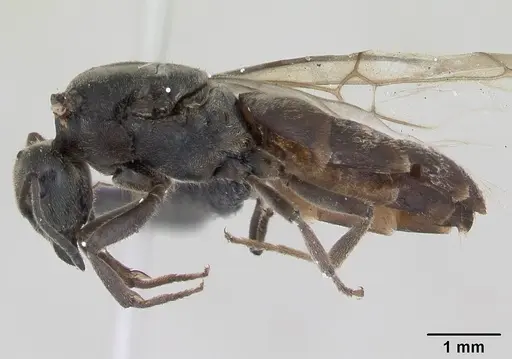Lasius platythorax specimen CASENT0172748 image casent0172748_3