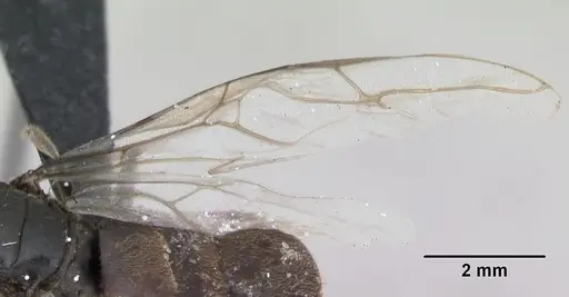 Lasius platythorax specimen CASENT0172748 image casent0172748_4