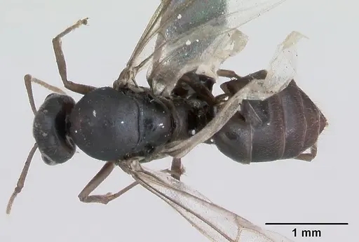 Lasius platythorax specimen CASENT0172749 image casent0172749_1