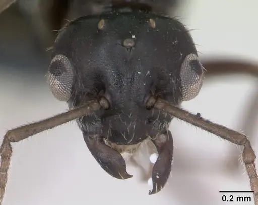 Lasius platythorax specimen CASENT0172749 image casent0172749_3