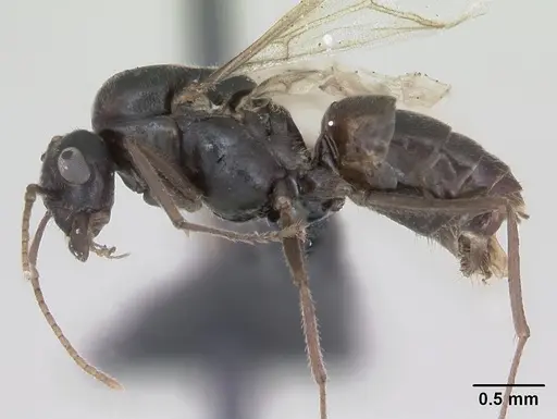 Lasius platythorax specimen CASENT0172749 image casent0172749_4