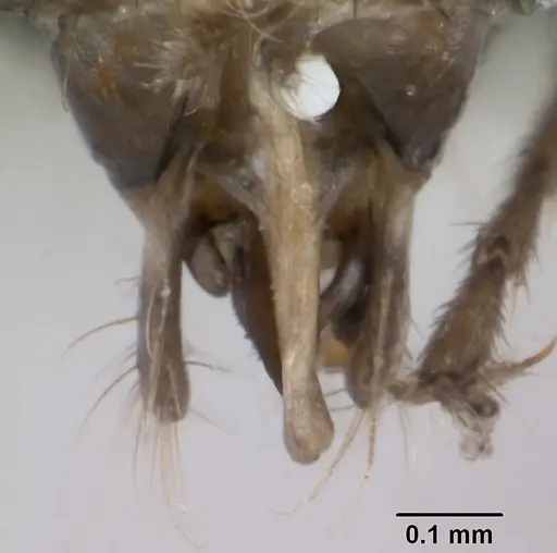 Lasius platythorax specimen CASENT0172749 image casent0172749_5