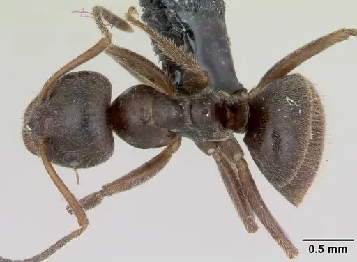 Lasius platythorax specimen CASENT0172767 image casent0172767_1
