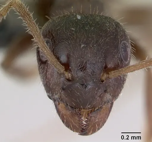 Lasius platythorax specimen CASENT0172767 image casent0172767_2