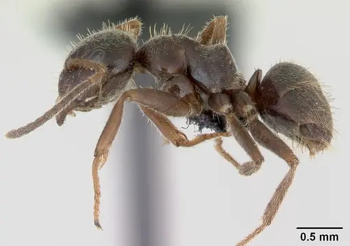 Lasius platythorax specimen CASENT0172767 image casent0172767_3