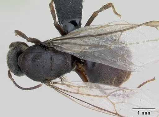 Lasius platythorax specimen CASENT0172768 image casent0172768_1