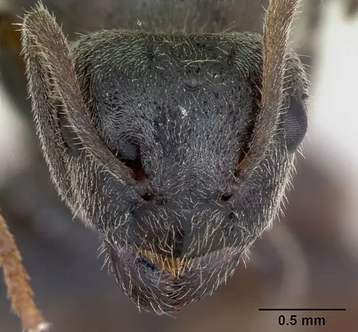 Lasius platythorax specimen CASENT0172768 image casent0172768_2