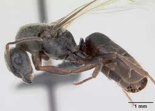 Lasius platythorax specimen CASENT0172768 image casent0172768_3