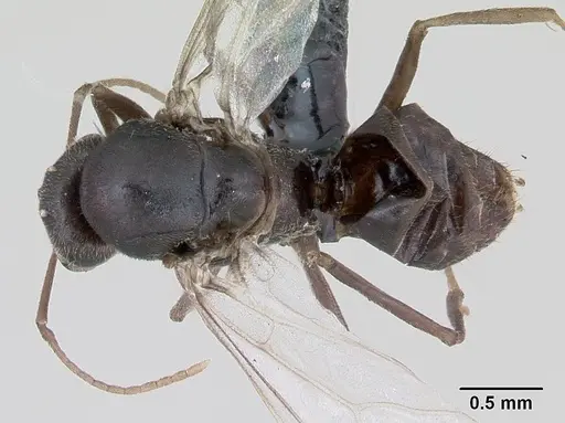 Lasius platythorax specimen CASENT0172769 image casent0172769_1