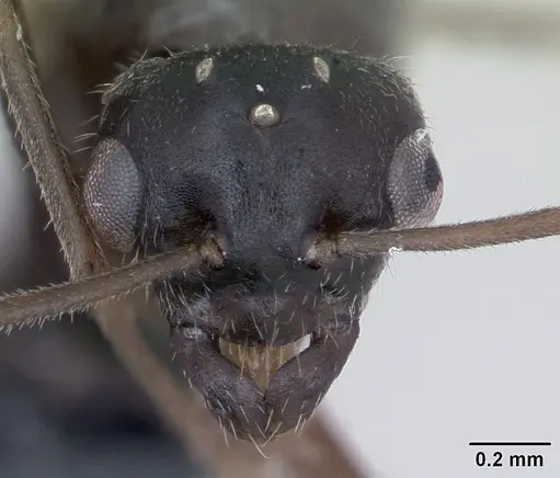 Lasius platythorax specimen CASENT0172769 image casent0172769_2