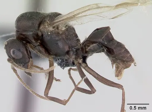 Lasius platythorax specimen CASENT0172769 image casent0172769_3