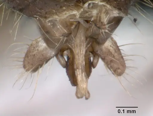 Lasius platythorax specimen CASENT0172769 image casent0172769_4