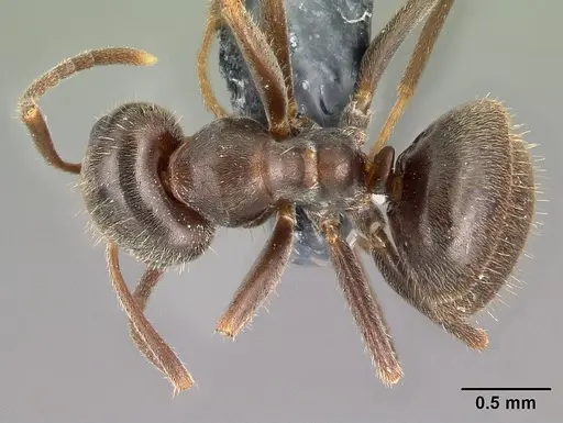 Lasius platythorax specimen CASENT0179600 image casent0179600_1