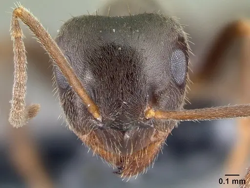 Lasius platythorax specimen CASENT0179600 image casent0179600_2